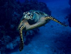 Sea Turtle, just about crashing into Camera housing dome. by Holly Heffner 